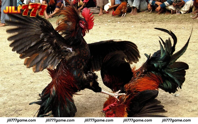 Top betting types at Sabong JILI777 explained