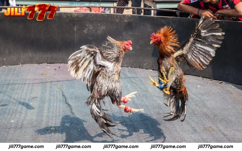 Sabong JILI777 guide: Essential betting tips