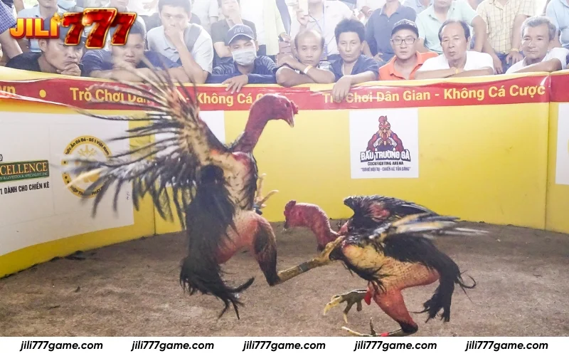 Learn to play Sabong JILI777 in simple steps