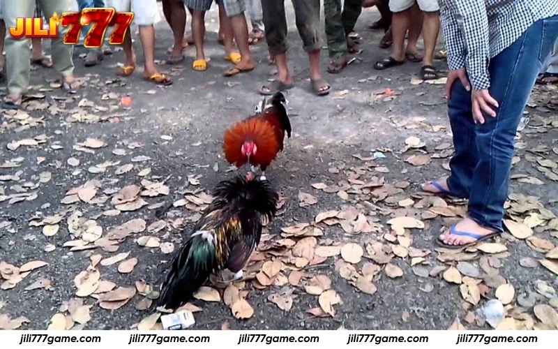 Sabong JILI777 provide livestream HD in real time